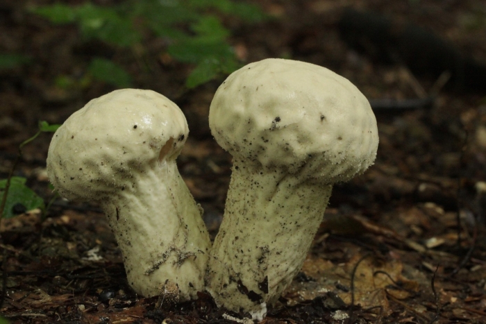Calvatia excipuliformis