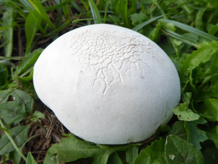Lycoperdon pratense