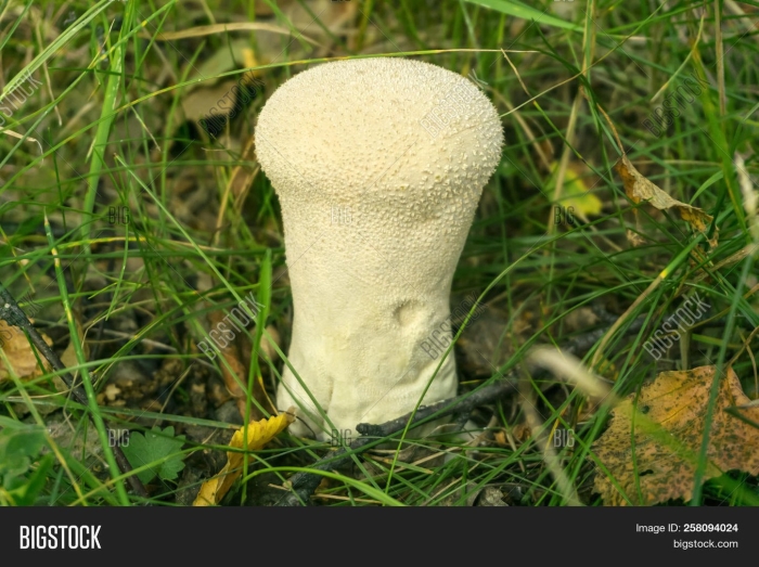 Дождевик грушевидный гриб