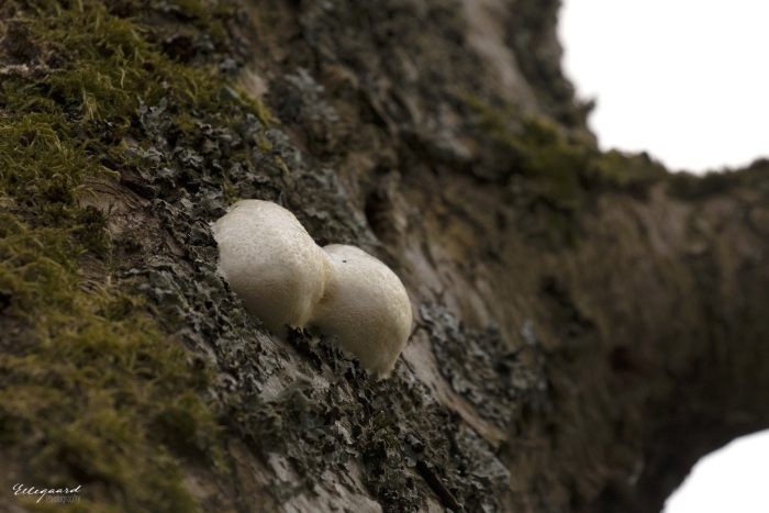 Удивительные грибы