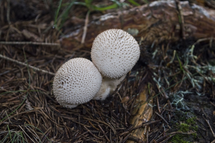 Lycoperdon perlatum
