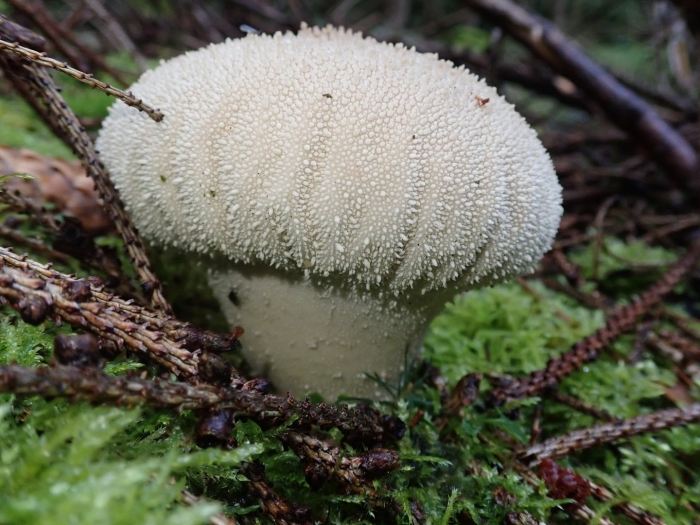 Lycoperdon perlatum