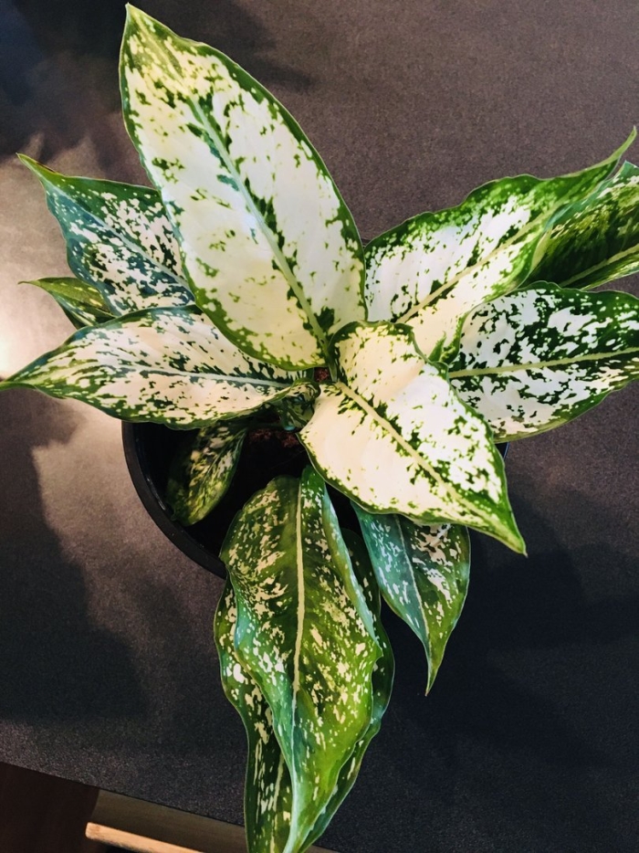 Аглаонема вайт