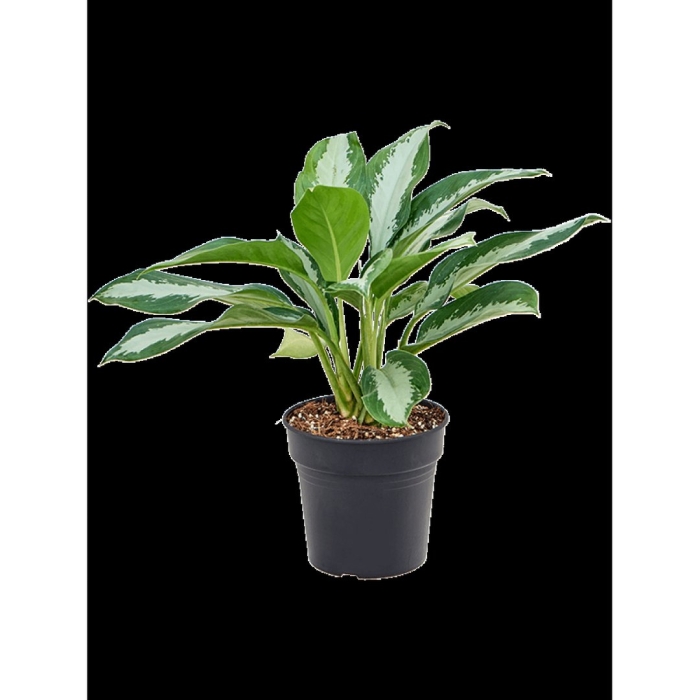 Аглаонема вайт лайм