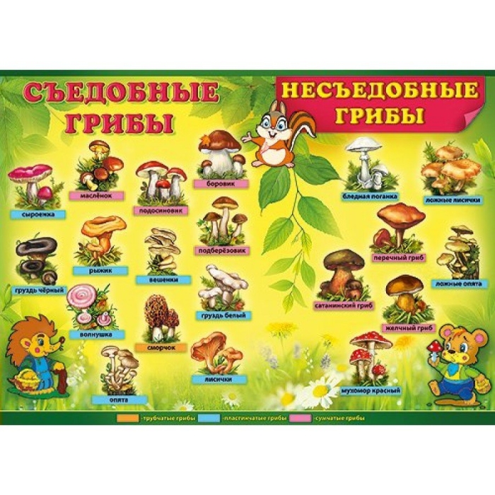 Плакат грибы съедобные и несъедобные