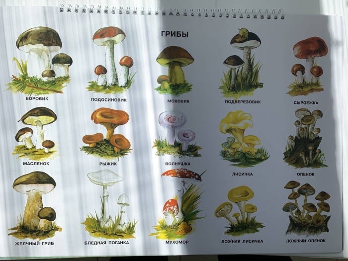 Ядовитые и съедобные грибы ленинградской области