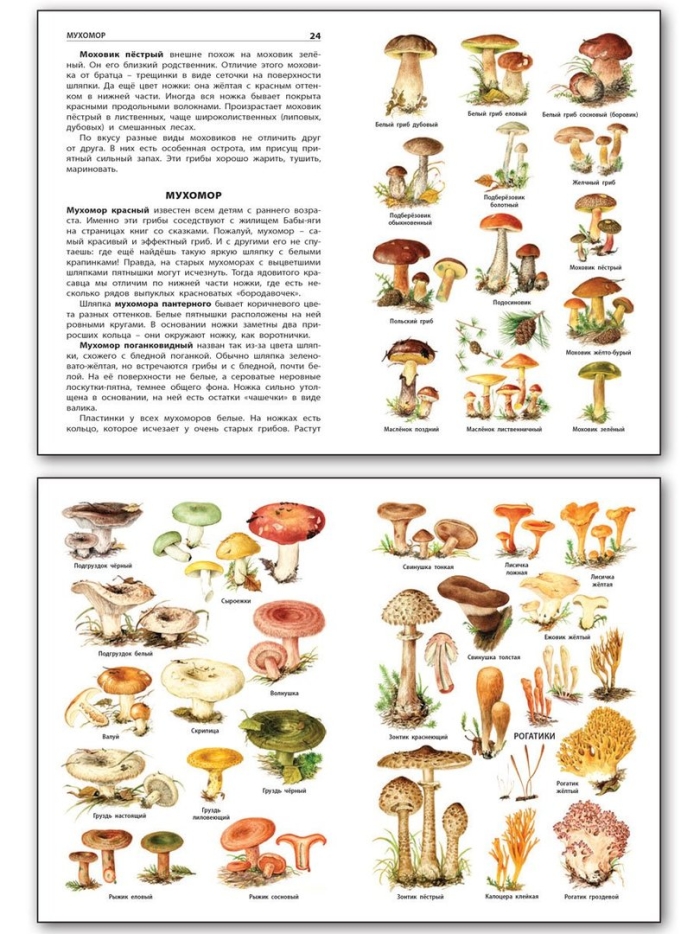 Атлас определитель съедобные грибы и несъедобные