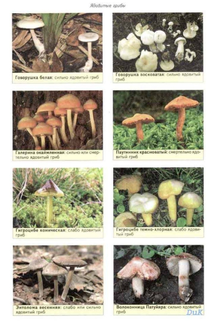 Съедобные грибы и их двойники ядовитые