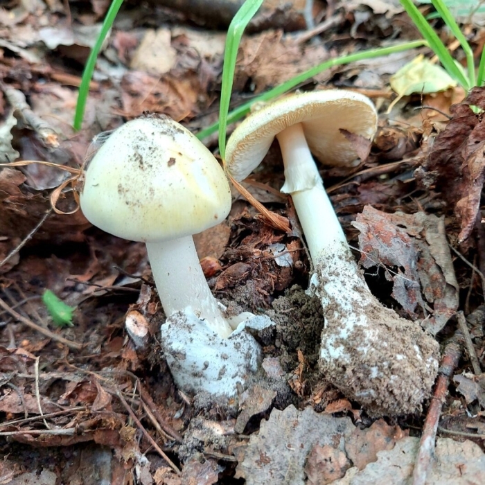 Гриб бледная поганка