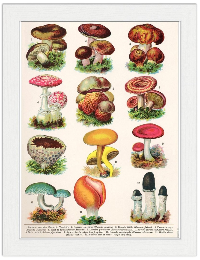 Съедобные и несъедобные грибы