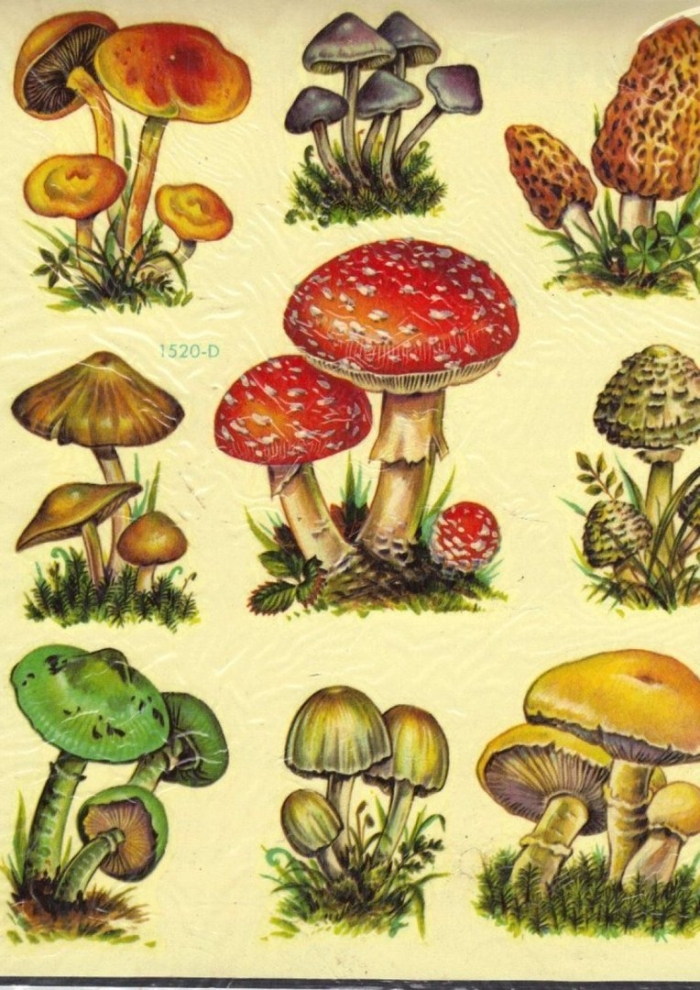 Съедобные и несъедобные грибы