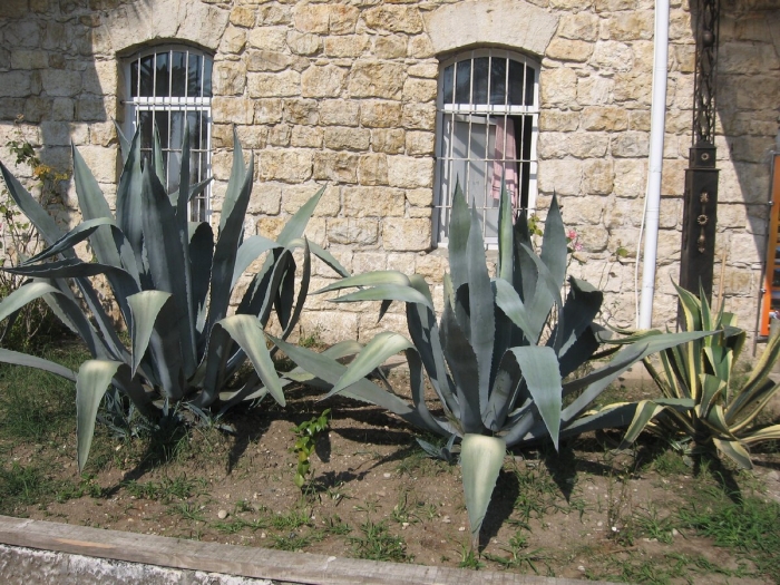 Агава в абхазии