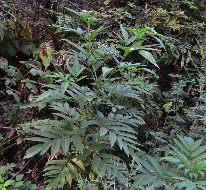 Sambucus ebulus