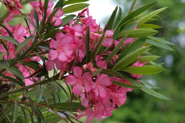 Олеандр цветок опасен