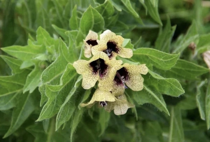 Белена ядовитое растение