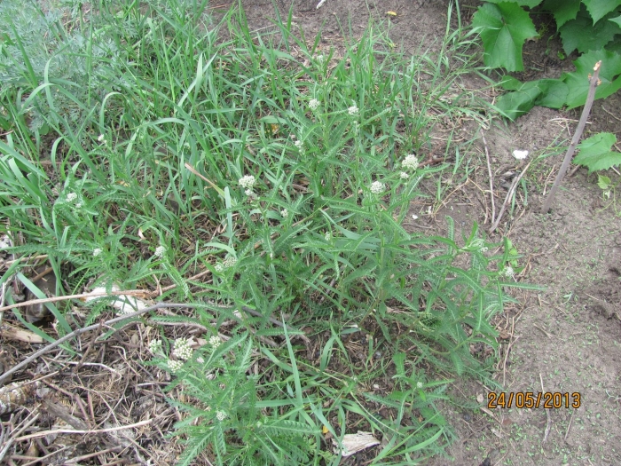 Сорняк ползучий полевой