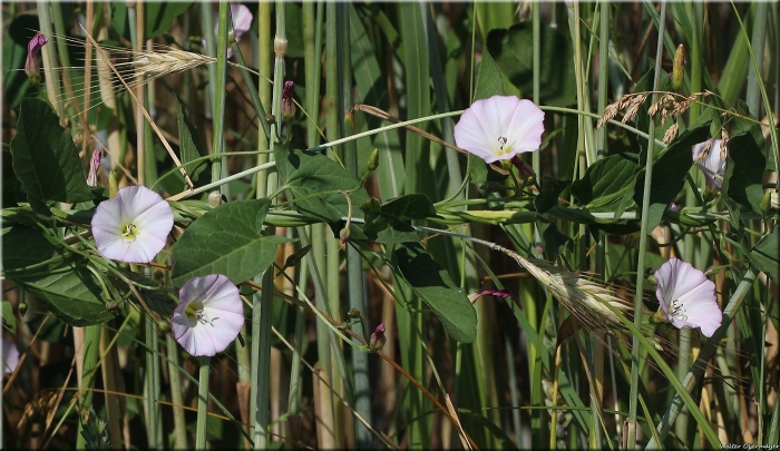 Вьюнок луговой