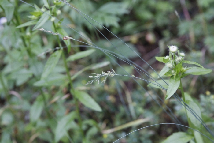 Мятлик дубравный