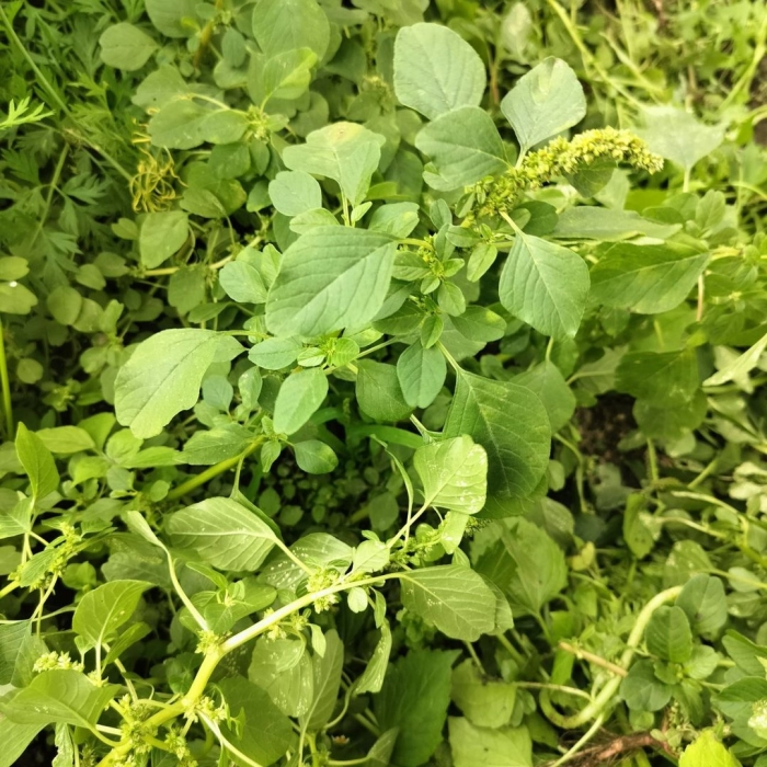 Сорняк американка