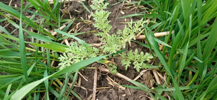 Дескурайния софии сорняк