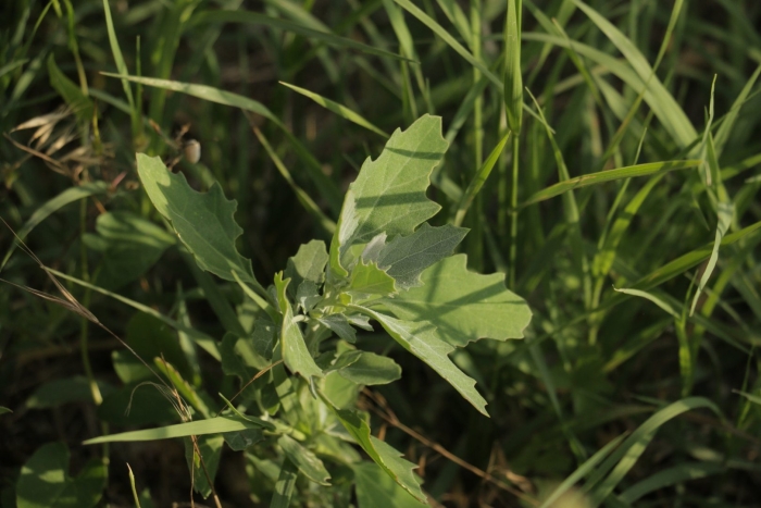 Осот колючий огородный сорняк