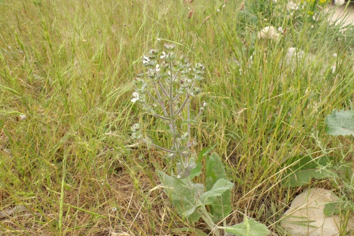Salvia aethiopis