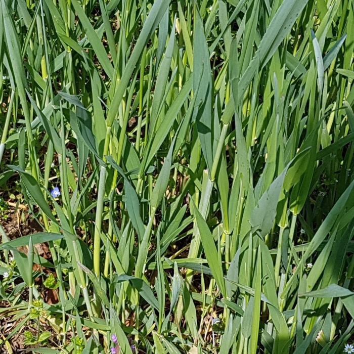 Пырей ползучий