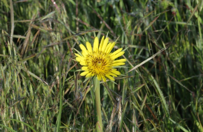 Козлобородник луговой