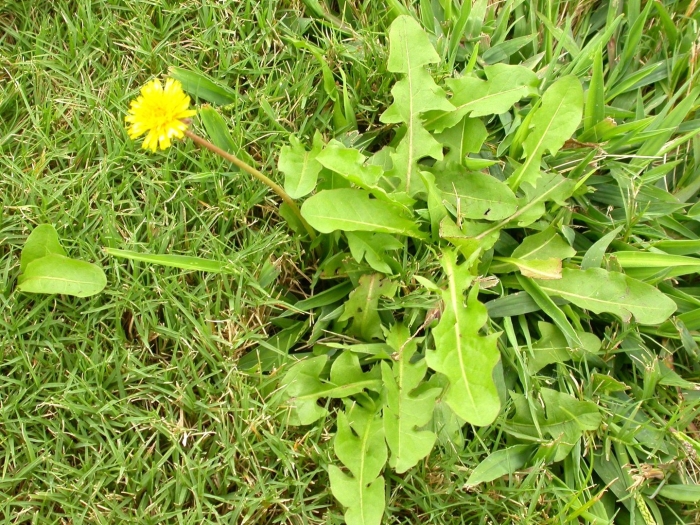 Одуванчик лекарственный taraxacum officinale