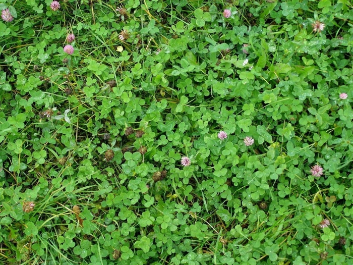 Клевер сидерат для газона