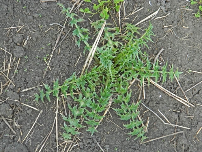 Колючие сорняки