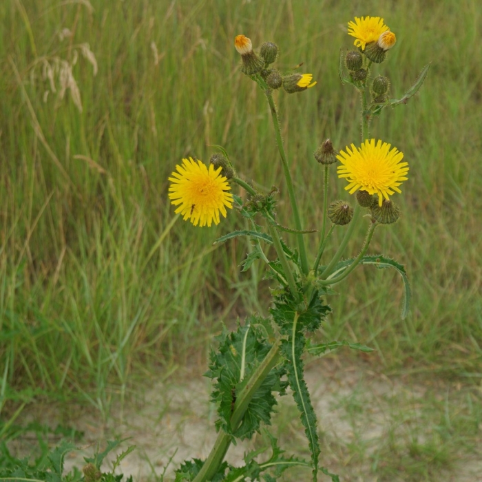 Sonchus arvensis осот желтый