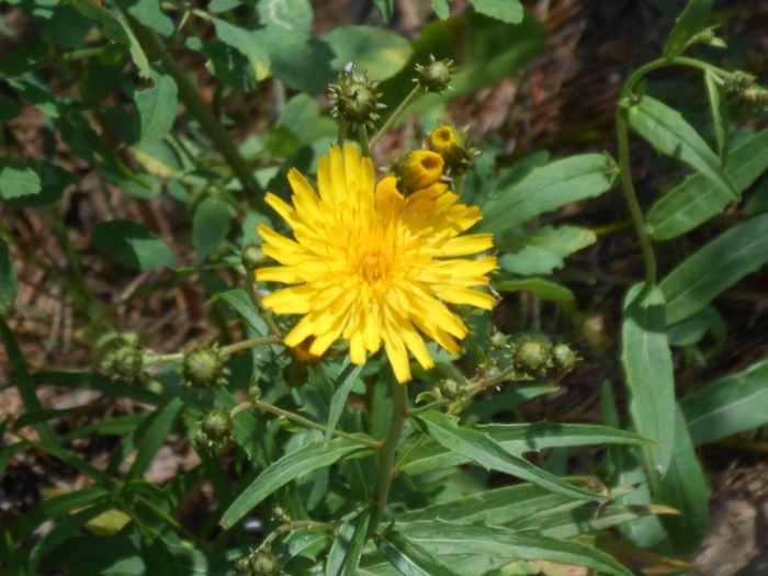 Осот желтый