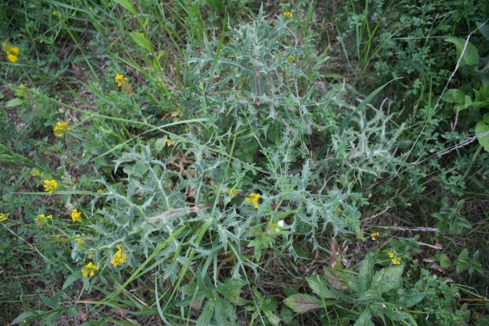 Степная колючка eryngium campestre