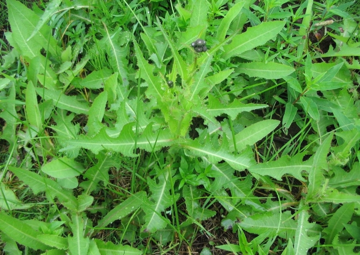 Осот огородный сорняк