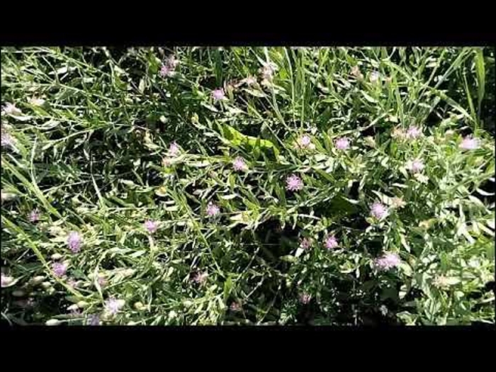 Горчака ползучего