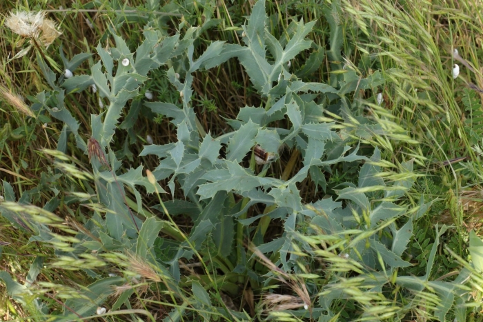 Просянка сорняк