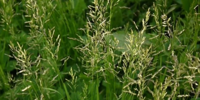 Мятлик обыкновенный