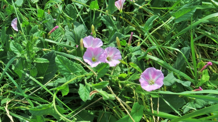 Вьюнок полевой березка