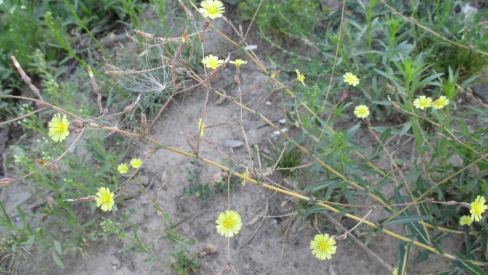 Латук компасный lactuca serriola