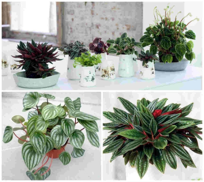 Пеперомия цветущая