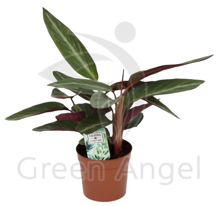 Калатея строманта