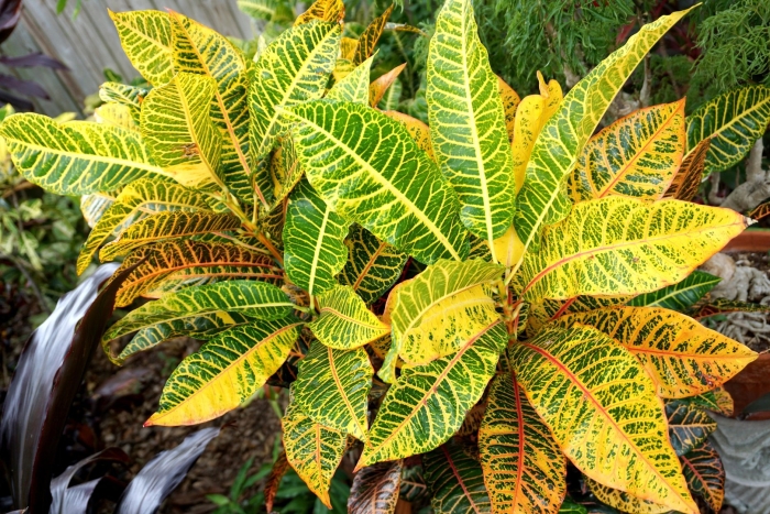 Кодиеум кротон пальма