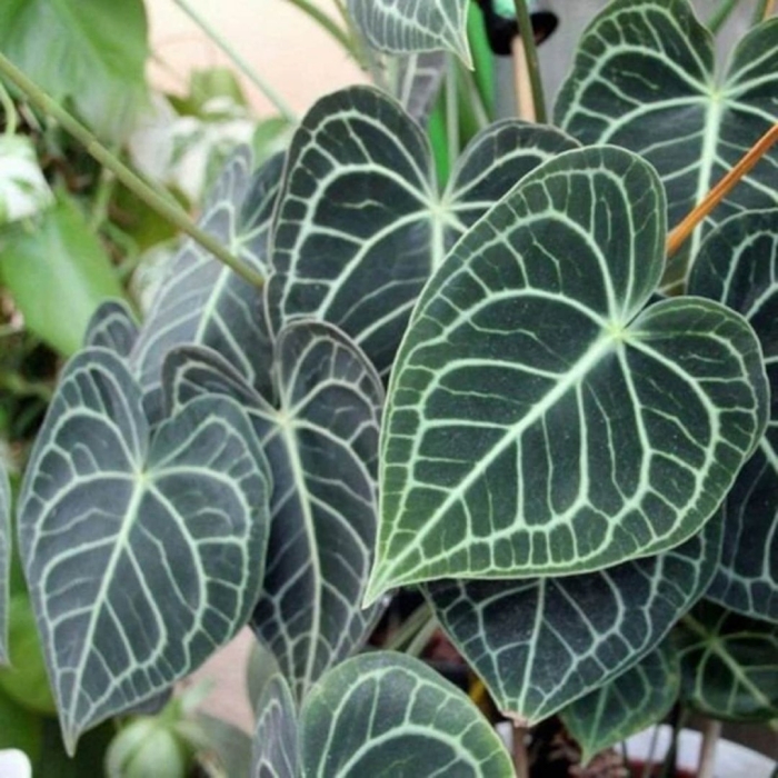 Anthurium crystallinum