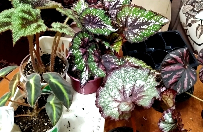 Бегония декоративная лиственная