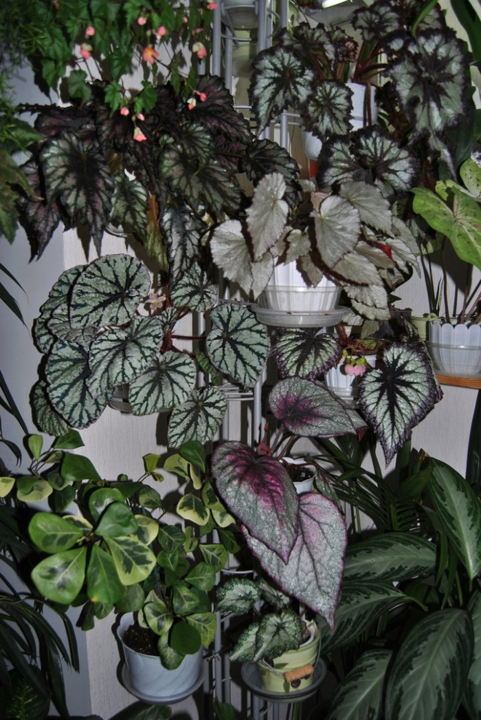 Бегония кувшиновидная