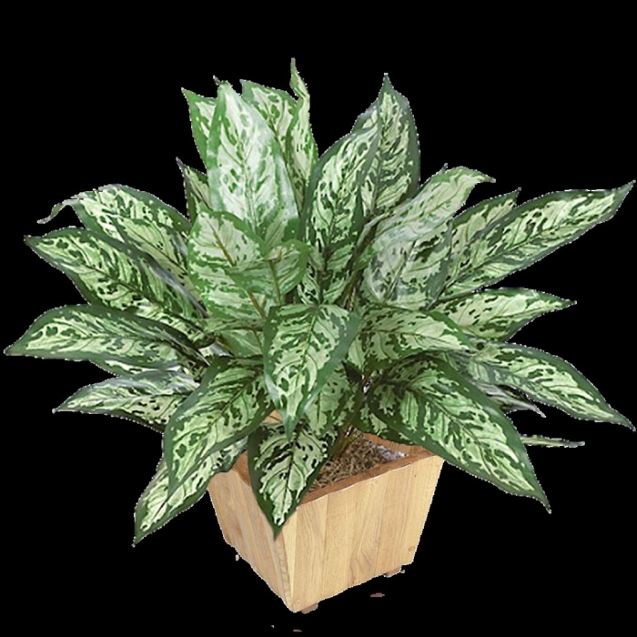 Аглаонема сильвер квин