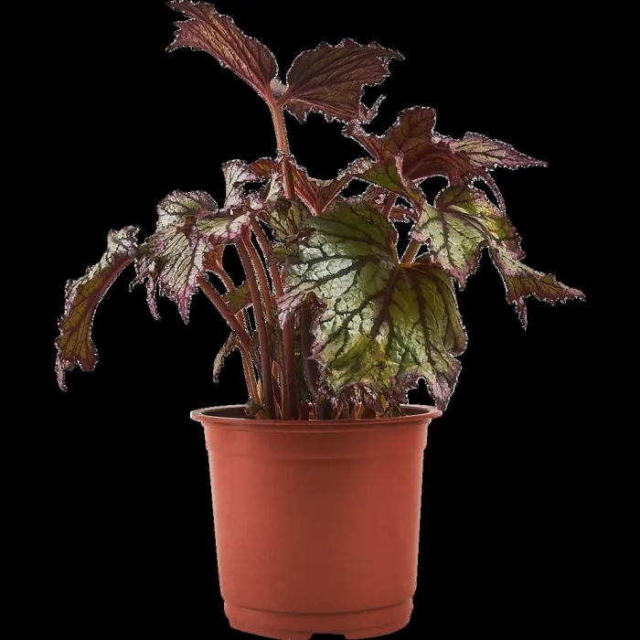 Бегония рекс гибриден