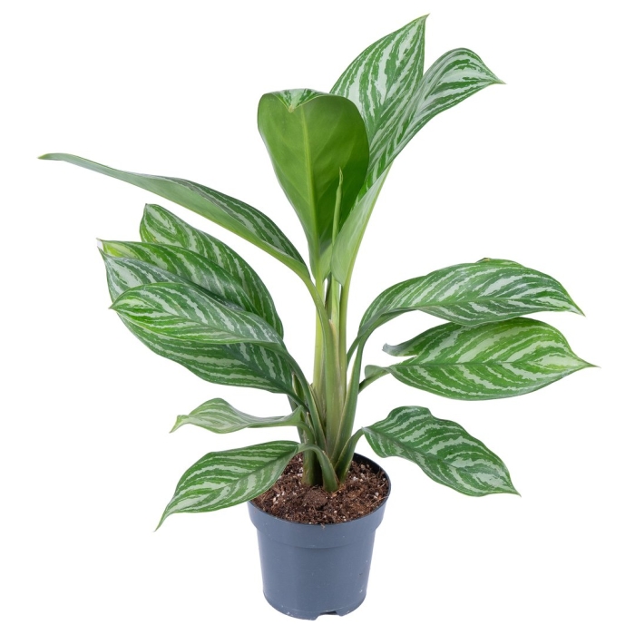 Аглаонема страйпс