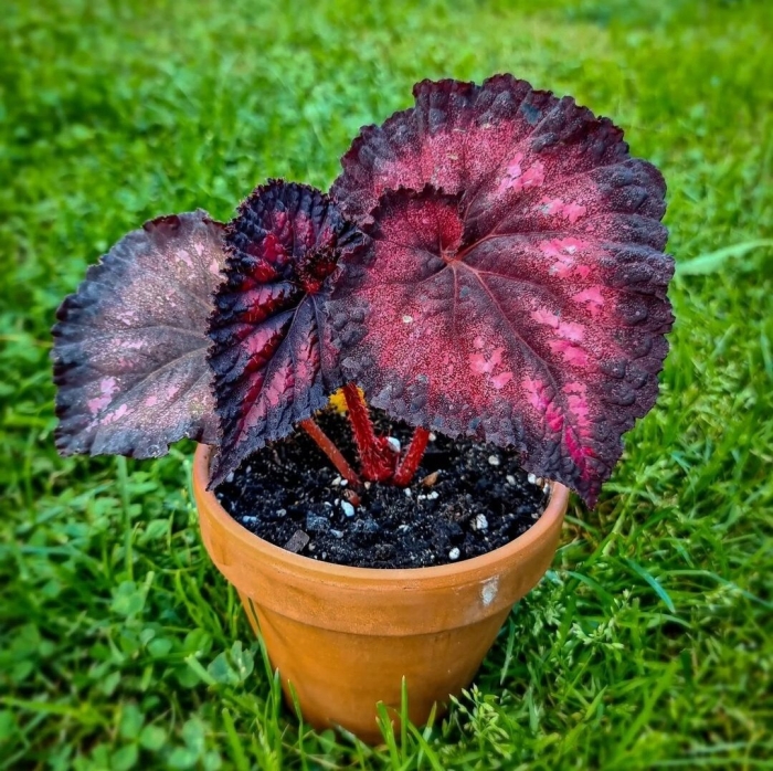 Бегония декоративнолиственная сладкая жизнь